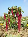 Amaranthus caudatus