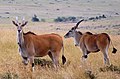 Eland antilope