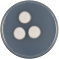 Aspergillus multiplicatus growing on CYA plate