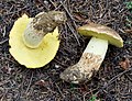 Boletus appendiculatus