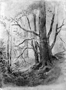 'View in the forest', undated; drawing on paper