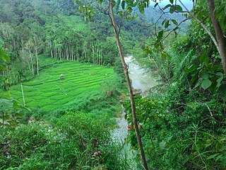 Rijstveld in Tangse, Pidie, Aceh, Indonesië