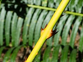 Tendril, displaying strong sharp hooks