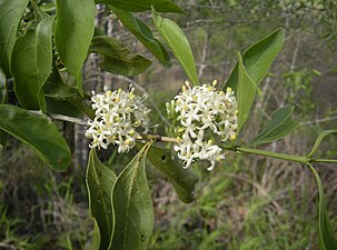 Psydrax oleifolia flowers