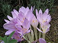 Colchicum lusitanum clump