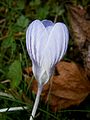 Crocus chrysanthus 'Skyline' close-up