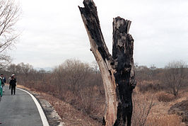 Overblijfsel van de boom die een rol speelde in het incident in 1976 (foto uit 1984). De boom werd na operatie Paul Bunyan gespaard en in 1987 werd de knot vervangen door een monument