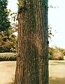 Bark of Späth's Ulmus glabra Mill., RBGE (1989)[1]