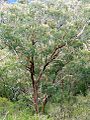 New England Blackbutt at Mount Cabrebald