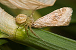 Crab spider