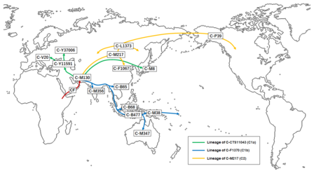 Migration of Haplogroup C.