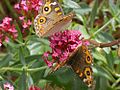 flower with Meadow Argus butterflys