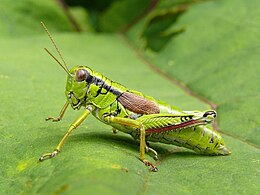 Erdei sáska (Miramella alpina)