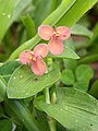 Murdannia pauciflora