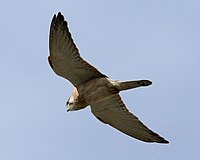 Nankeen Kestrel female