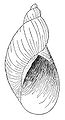 Illustration of shell