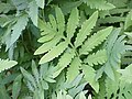 Onoclea sensibilis (Sensitive fern)