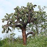 Opuntia echios ist auf den Galápagos-Inseln beheimatet