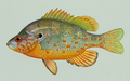 Lepomis humilis