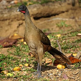 Roodbuikchachalaca