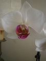 Phalaenopsis cultivar close-up