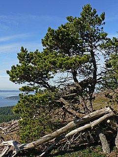 Strandfura (Pinus contorta spp. contorta) í Washington-fylki, BNA