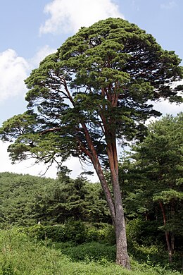 Japán erdeifenyő Damyang-ban (Korea)