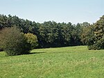 Das Tal des Schlumper-Bachs zwischen dem Oberholz und Störmthal. Der Bach verläuft an der Gehölzgrenze