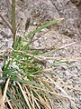 Sesleria albicans