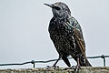 Star (Sturnus vulgaris) im Schlichtkleid