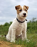 Jack Russell terrier