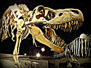 Tarbosaurus aka Tyrannosaurus Bataar located in “Dinosaur Hall”