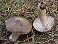 Tricholoma terreum