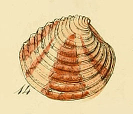 Breedgeribde venusschelp