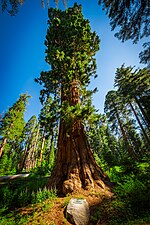 The American Legion Tree stands 250 feet tall with a diameter of 18.3 feet, measured 10 feet above its base. A plaque marks this sequoia, dedicated in 1921 to the unknown dead of World War I.