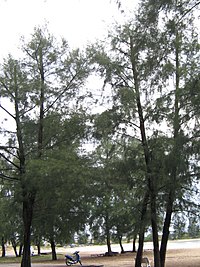 Contoh pokok Ru yang tumbuh di Terengganu.