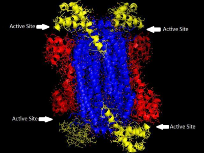 Adenylosuccinate lyase