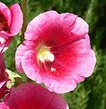 Alcea rosea