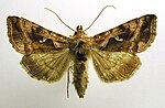 Autographa jota – Specimen