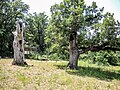 Alte Eichenwälder bei Plan-d’Aups-Sainte-Baume