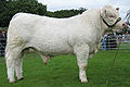 Charolais (stut)