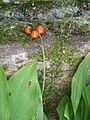 Convallaria majalis fruits