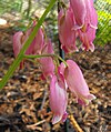 Dicentra formosa