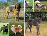 Various types of dogs.