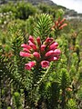 Flowering specimen of E. abietina ssp. diabolis, in Table Mountain National Park, Western Cape, South Africa