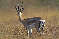 Thomson's Gazelle