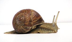 Grapevinesnail 01