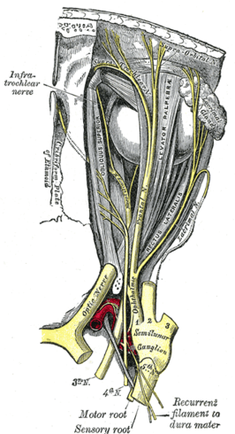 Nervus trochlearis