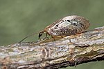 Hemerobius contumax