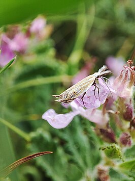 Holoscolia huebneri